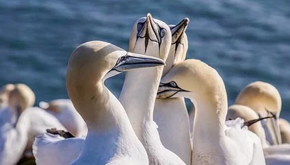 BOB半岛体育首页-回绝爵士报价 戈贝尔期望得到字母哥式超级顶薪