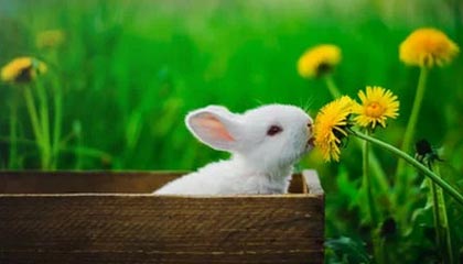 BOB半岛体育首页-回绝爵士报价 戈贝尔期望得到字母哥式超级顶薪